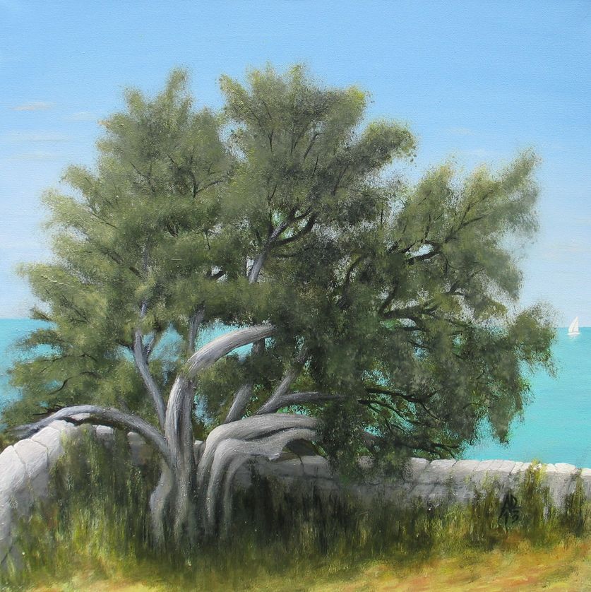 Olivenbaum1